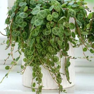 Peperomia prostrata