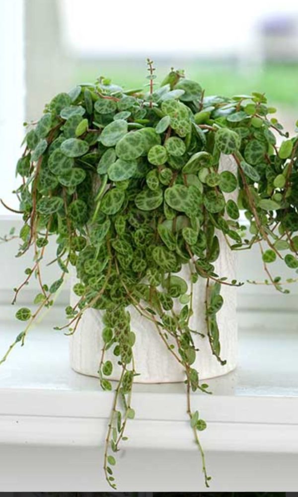 Peperomia prostrata