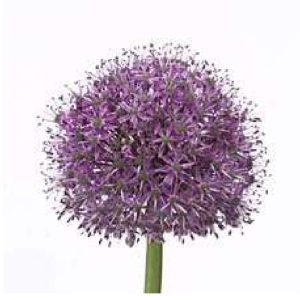 Alium 60-70 cm