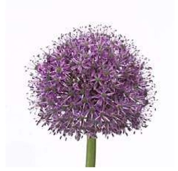 Alium 60-70 cm