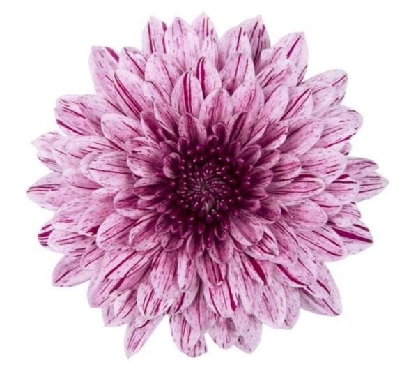 Deco Chryss  Chrysanthemum lila 60-70 cm