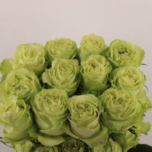 Ecuador lime 50-60 cm