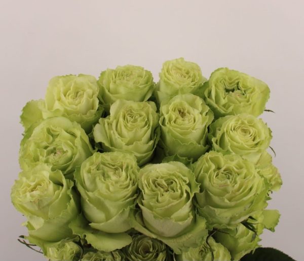 Ecuador lime 50-60 cm