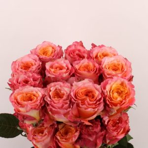 Ecuador Ros orange 60-70 cm