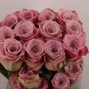 Ecuador Ros rosa 50-60 cm