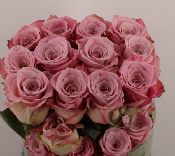Ecuador Ros rosa 50-60 cm