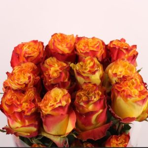 Ecuador Ros gul-orange 50-60 cm