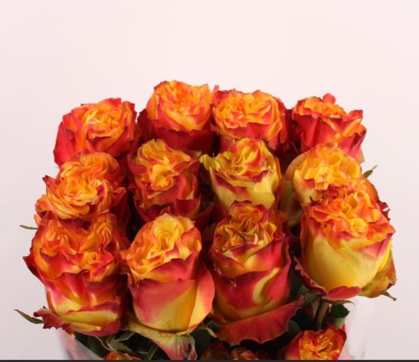 Ecuador Ros gul-orange 50-60 cm