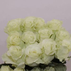 Ecuador Ros vit 50-60 cm