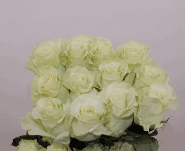 Ecuador Ros vit 50-60 cm