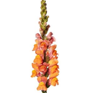 Lejongap orange 60cm