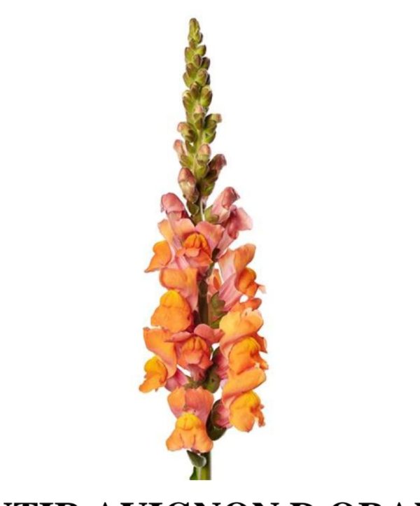 Lejongap orange 60cm