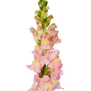 Lejongap rosa 60cm