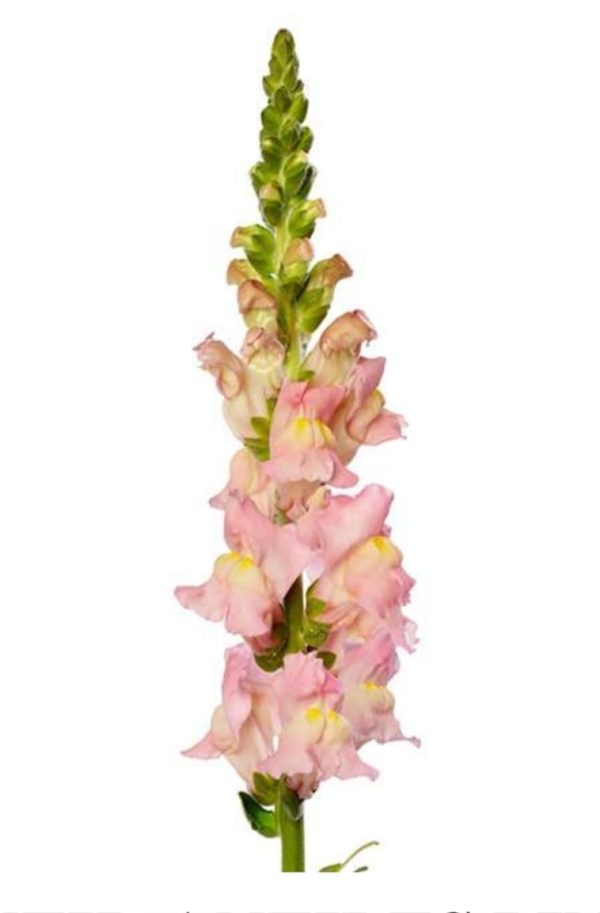 Lejongap rosa 60cm
