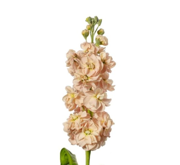 Lövkoja Aprikos 50cm