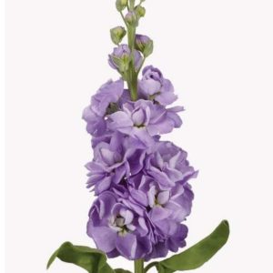 Lövkoja lila 50cm