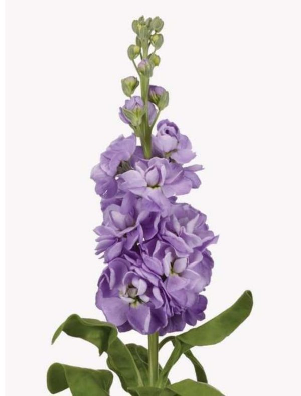 Lövkoja lila 50cm