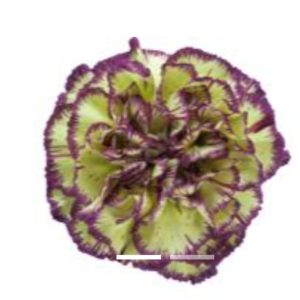 Nejlika lila-gul 50-60 cm