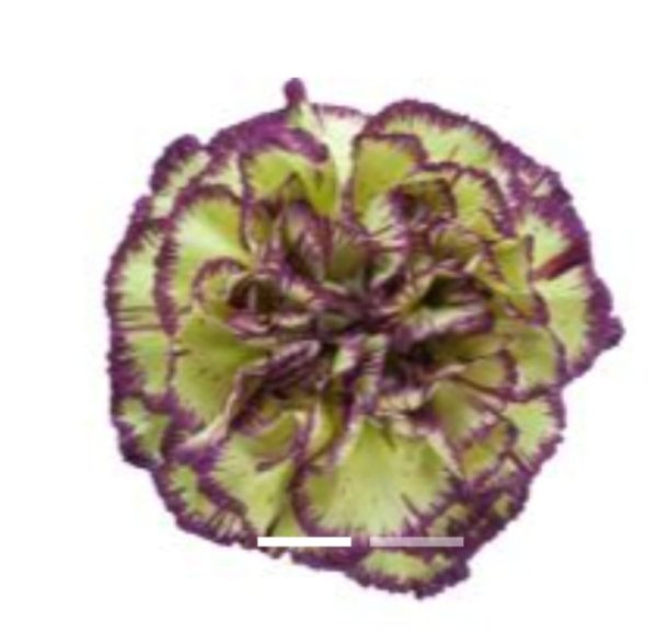 Nejlika lila-gul 50-60 cm