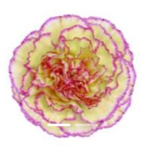 Nejlika lila-gul 50-60 cm