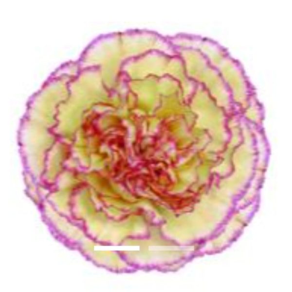 Nejlika lila-gul 50-60 cm