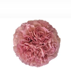 Nejlika rosa 50-60 cm