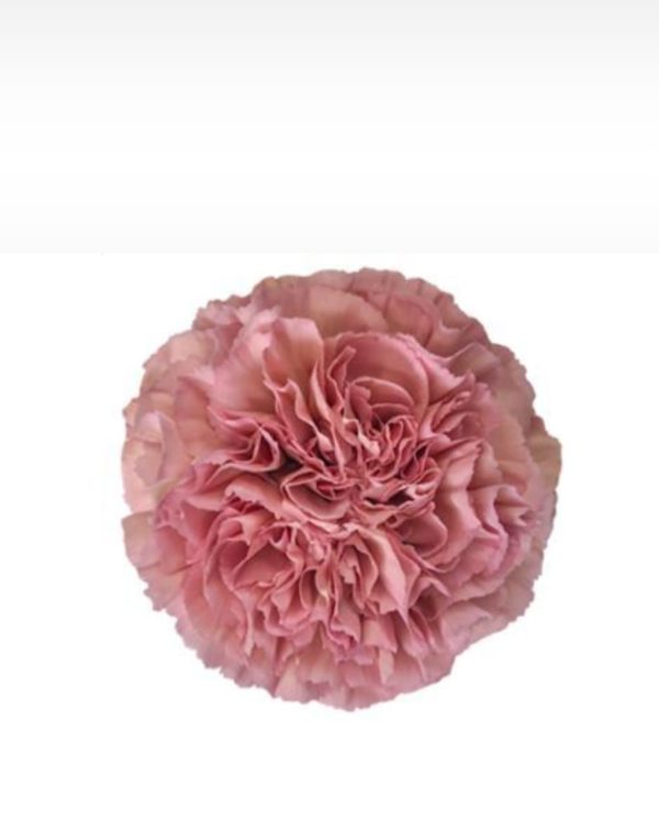 Nejlika rosa 50-60 cm