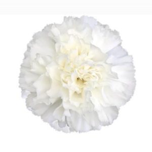Nejlika vit 50-60 cm