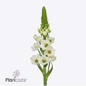 Ornithogalum vit 50cm
