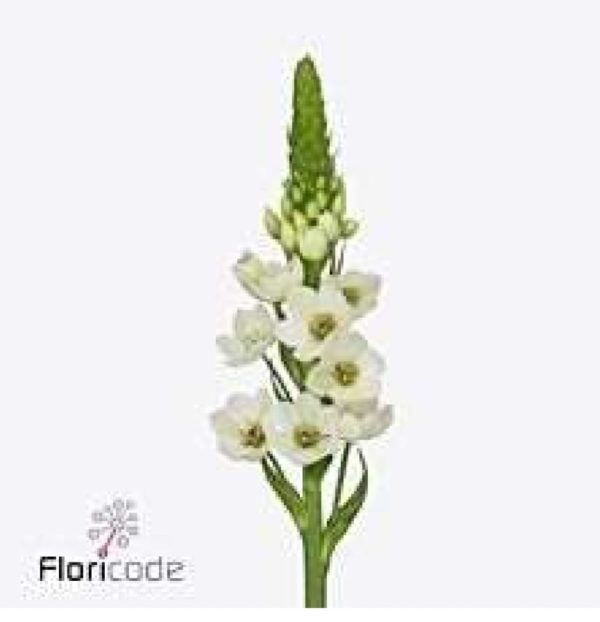 Ornithogalum vit 50cm