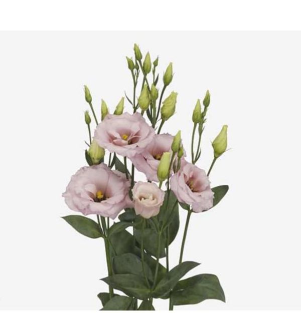 Prärieklocka rosa 60cm - Bild 2