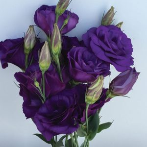 Prärieklocka lila 60cm