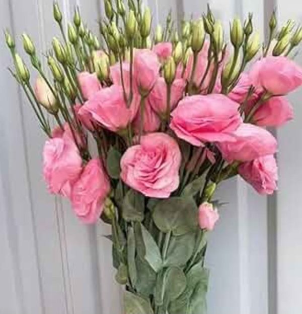 Prärieklocka rosa 60cm
