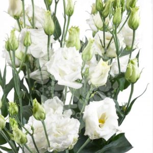 Prärieklocka vit 60cm