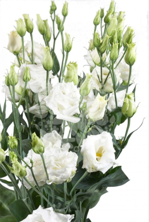Prärieklocka vit 60cm