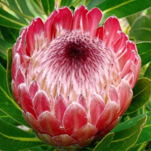 Protea rosa-cerise 50-60cm