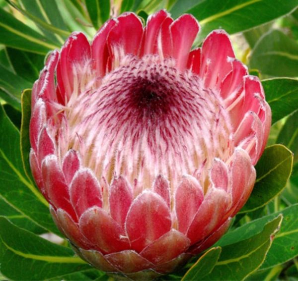 Protea rosa-cerise 50-60cm