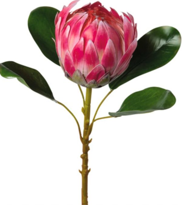 Protea rosa-cerise 50-60cm - Bild 2