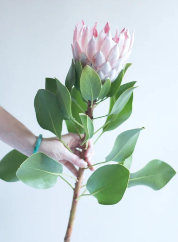 Protea rosa-cerise 50-60cm - Bild 3