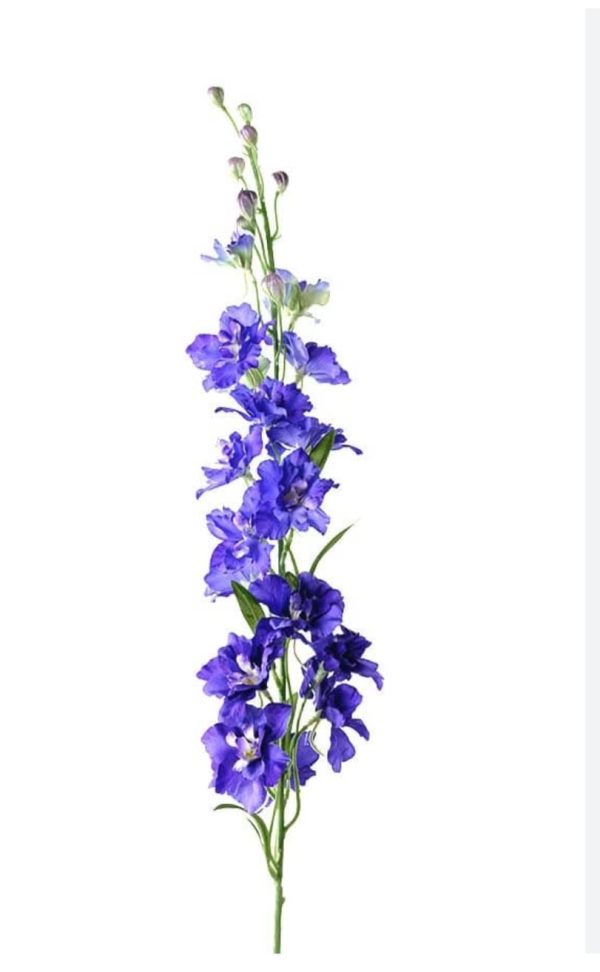 Riddarsporre blå 60-70cm - Bild 2