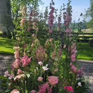 Himlens Väktare i rosa nyanser