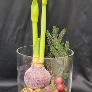 Vinterhjärta-Vaxad Amaryllis