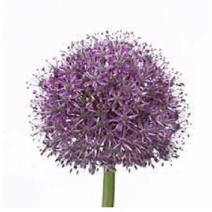 Alium 60-70 cm