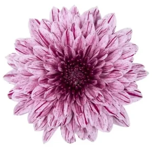 Deco Chryss  Chrysanthemum lila 60-70 cm