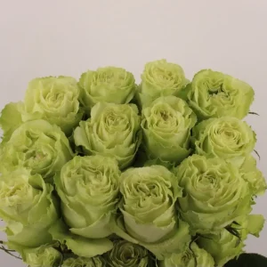 Ecuador lime 50-60 cm