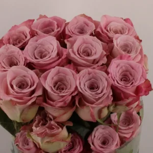 Ecuador Ros rosa 50-60 cm