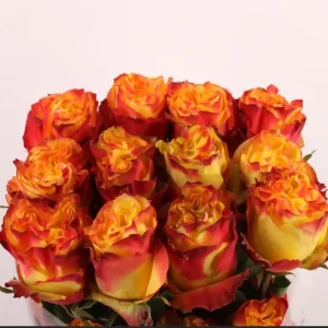 Ecuador Ros gul-orange 50-60 cm
