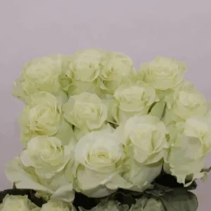 Ecuador Ros vit 50-60 cm