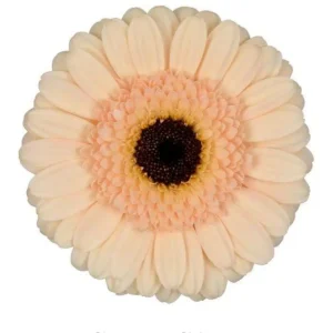 Germini 50cm