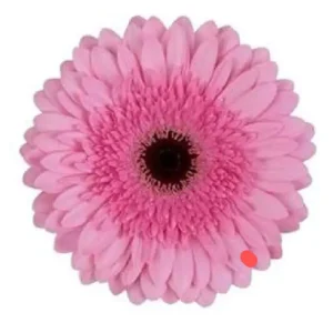 Germini rosa 50cm